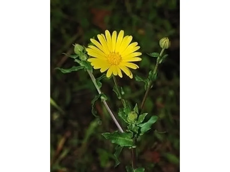 Calendula-17