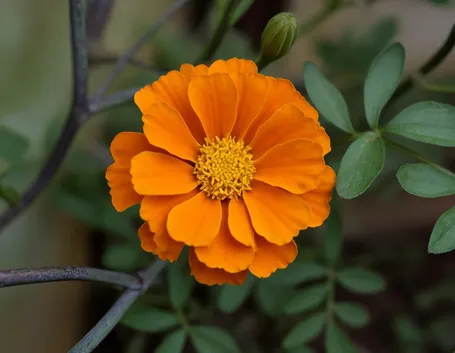 Calendula-18