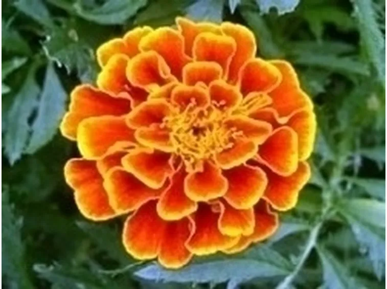 Calendula-18