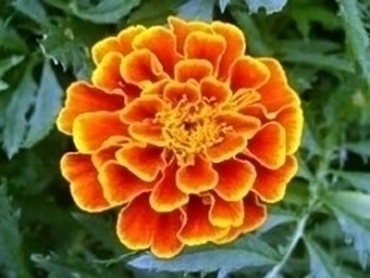 Calendula-18