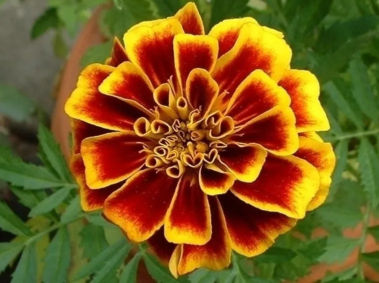 Calendula-19