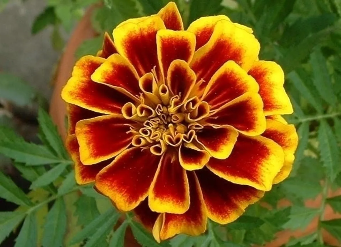 Calendula-19