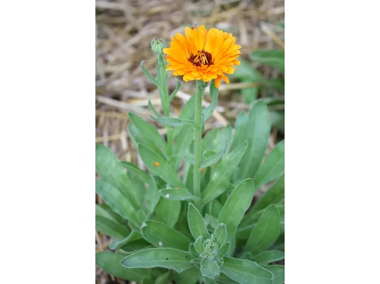 Calendula-20