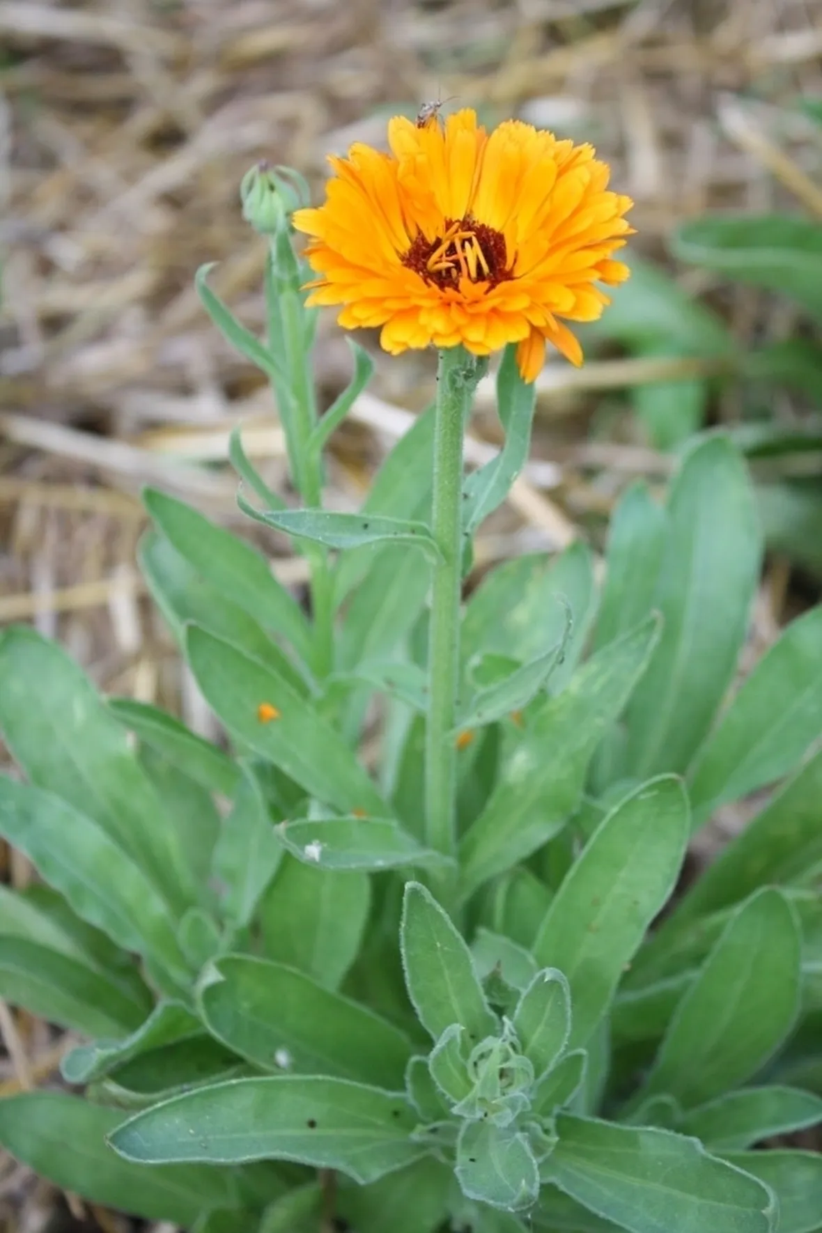 Calendula-20
