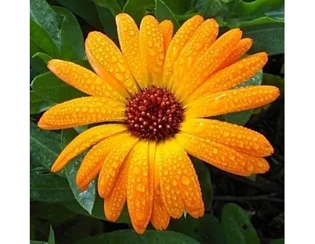 Calendula-21