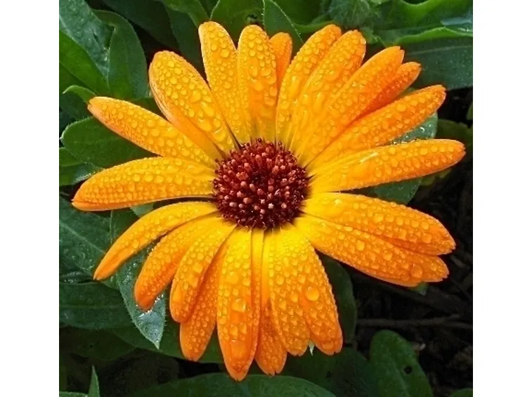 Calendula-21
