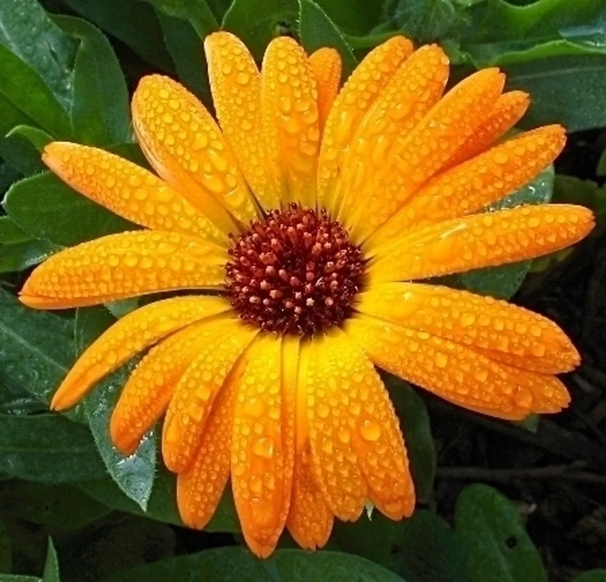 Calendula-21
