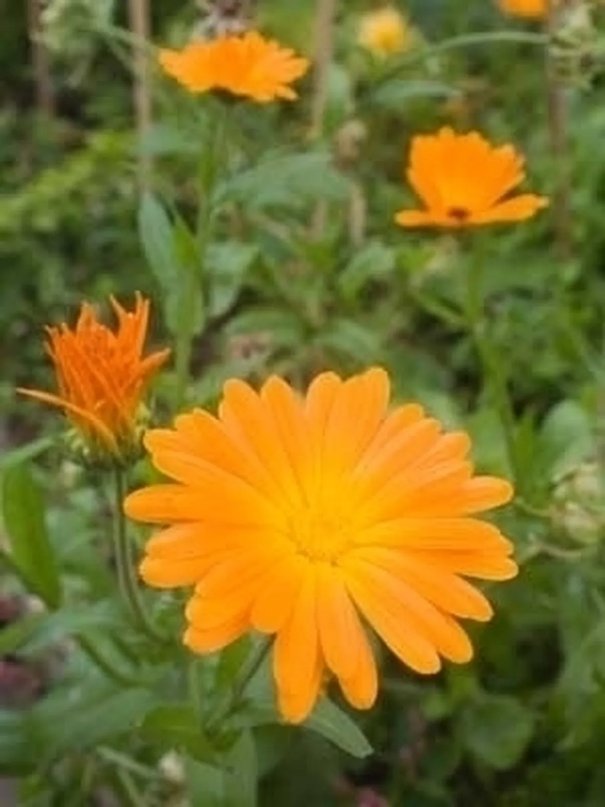 Calendula-22