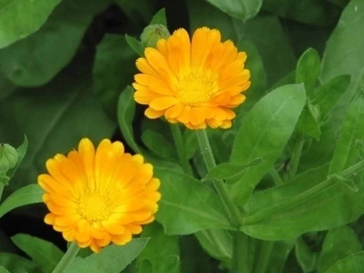 Calendula-24