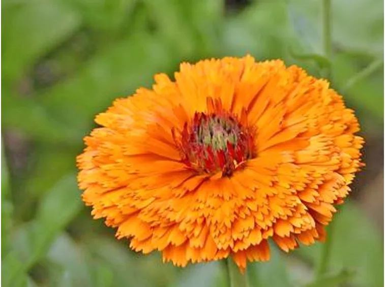Calendula-25