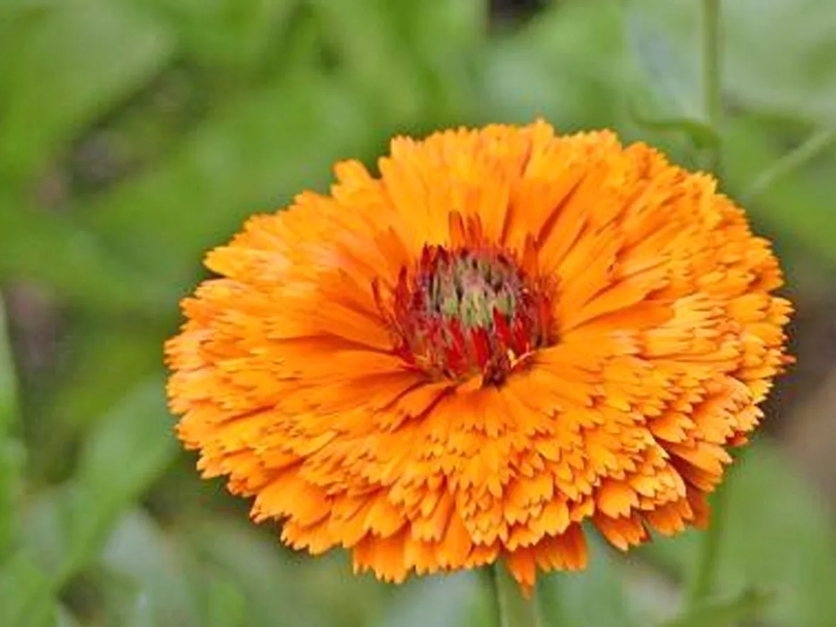 Calendula-25