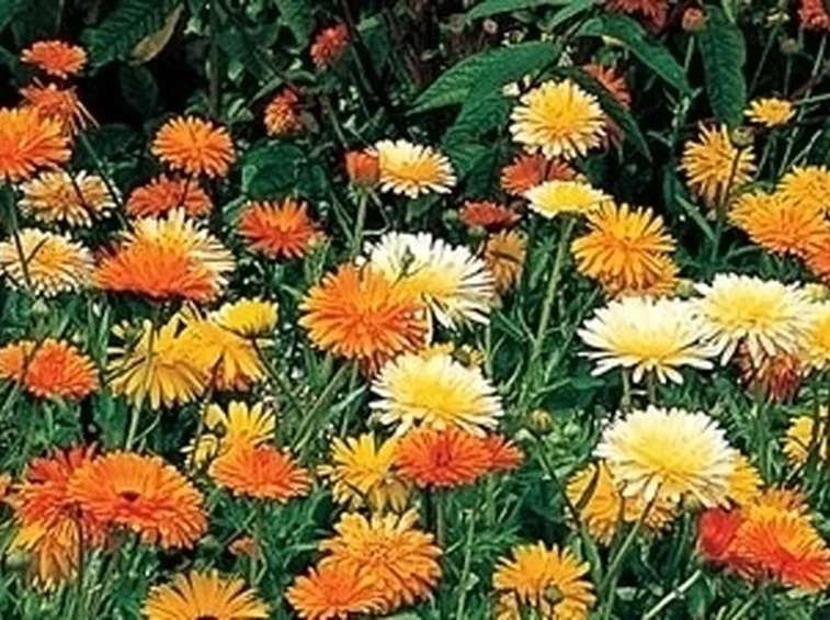 Calendula-26