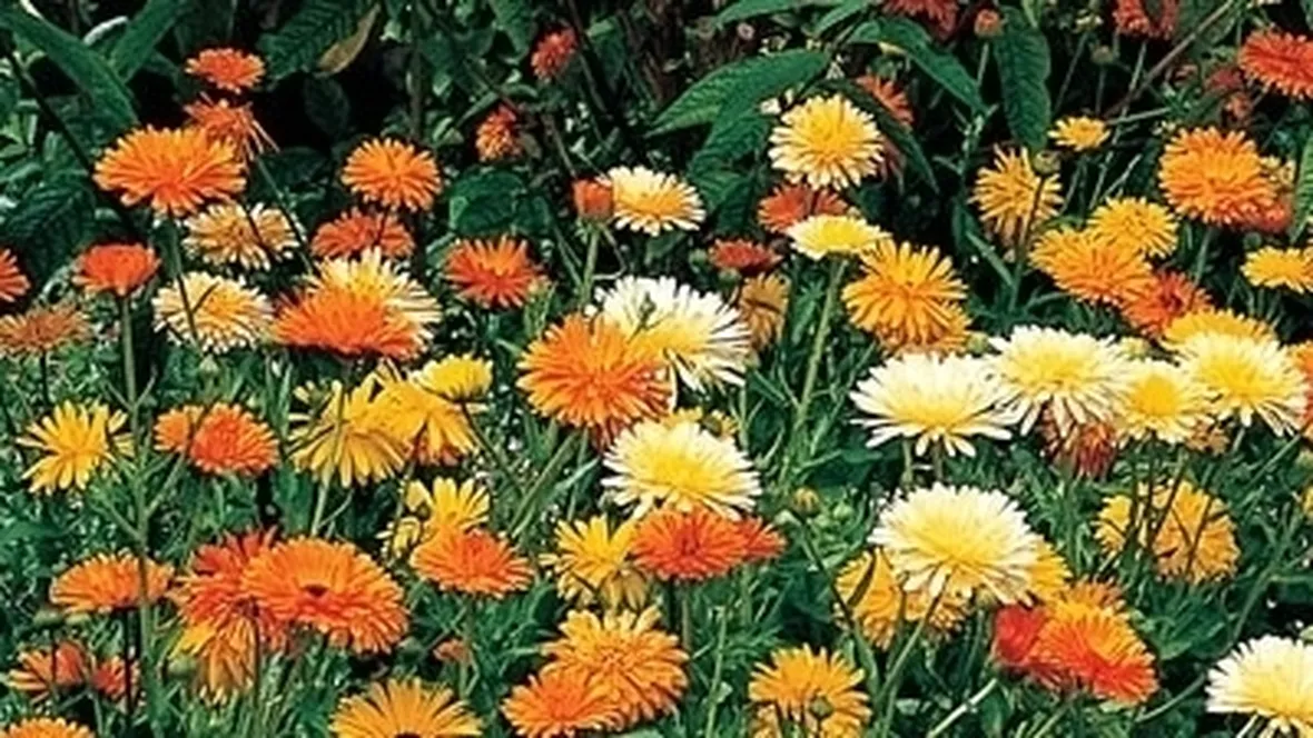 Calendula-26
