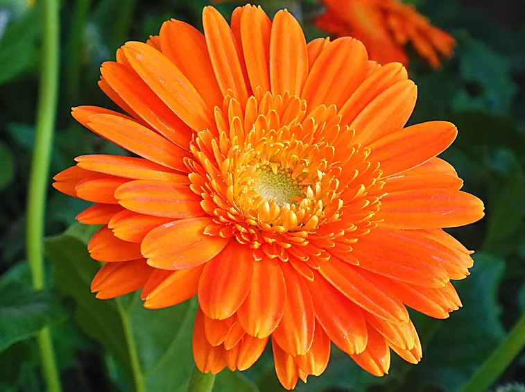 Calendula-27