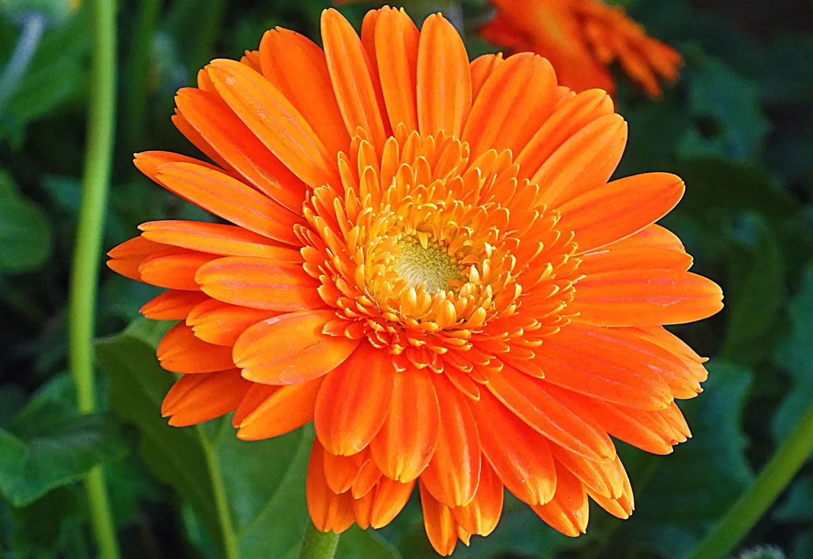 Calendula-27