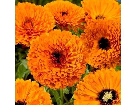 Calendula-28