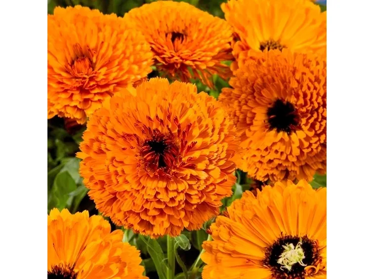 Calendula-28