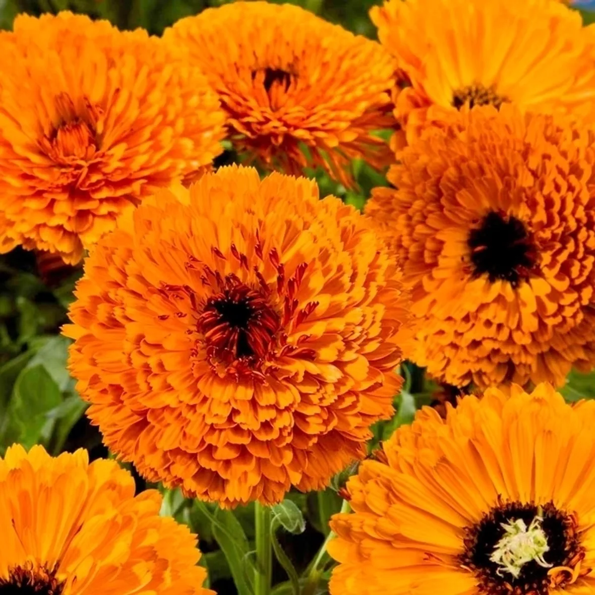 Calendula-28