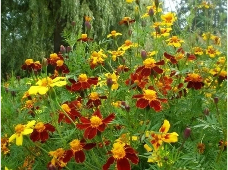Calendula-29
