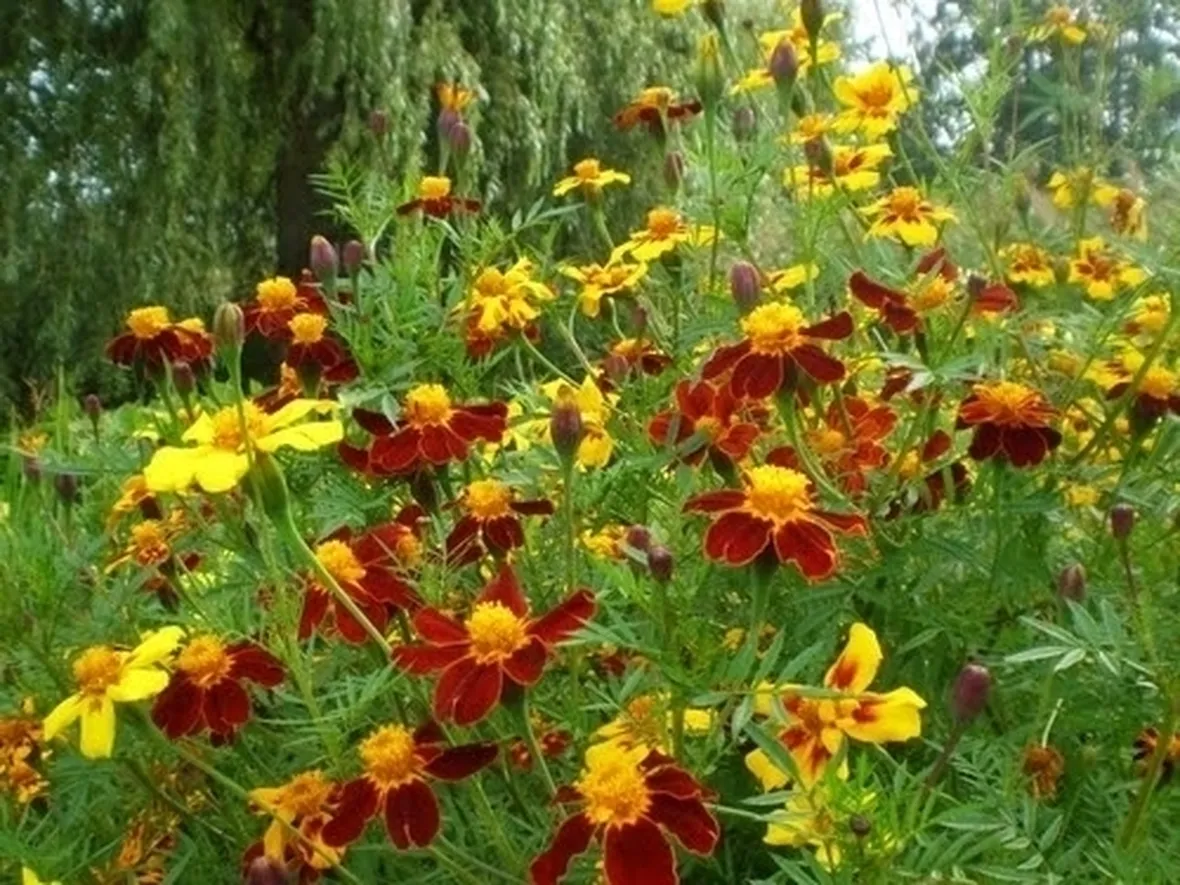 Calendula-29