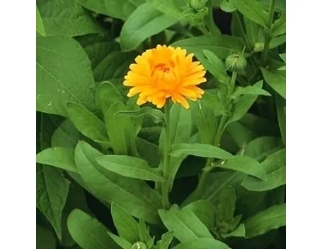 Calendula-7