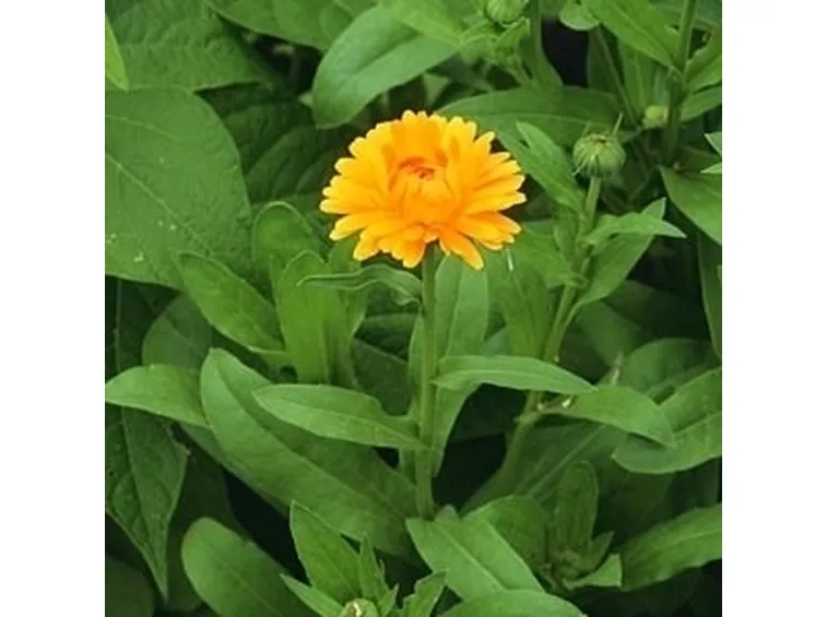 Calendula-7