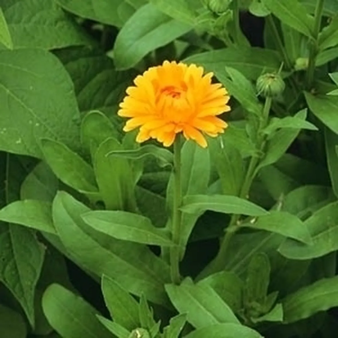 Calendula-7