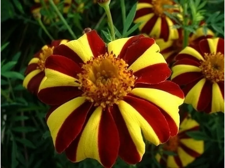 Calendula-8