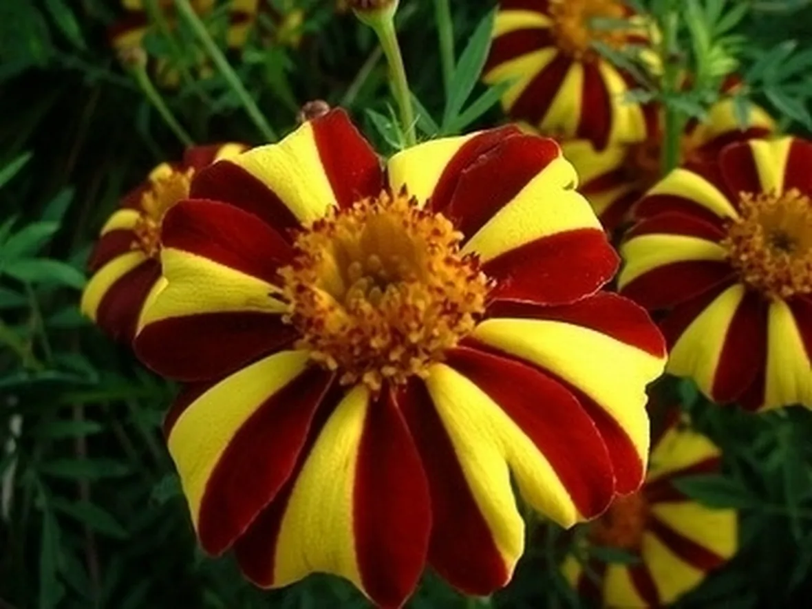 Calendula-8