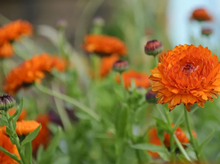 Calendula-9