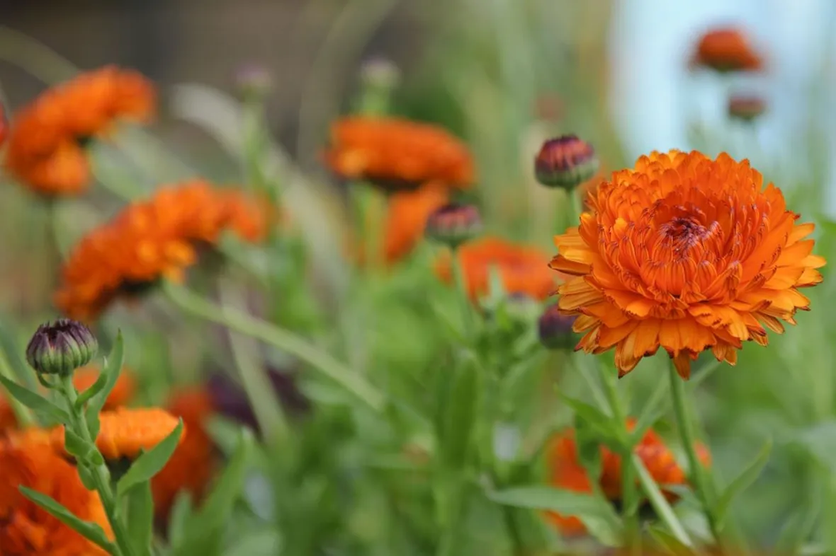 Calendula-9