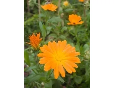 Calendula