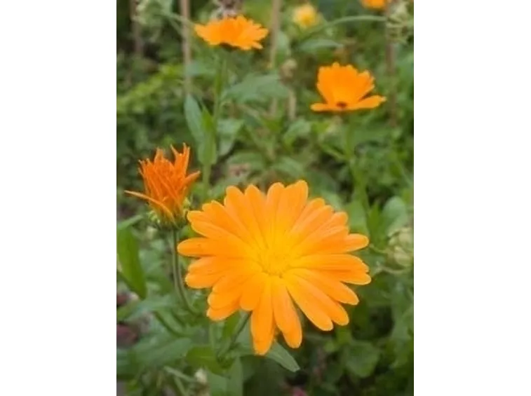 Calendula