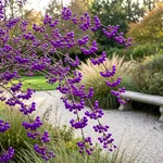 Come si presenta la callicarpa durante l'anno