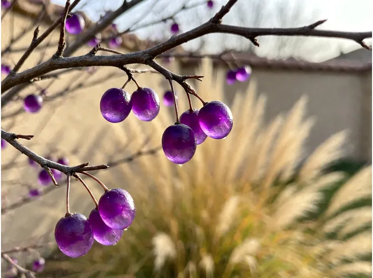 Come valorizzare le bacche viola in giardino e in casa