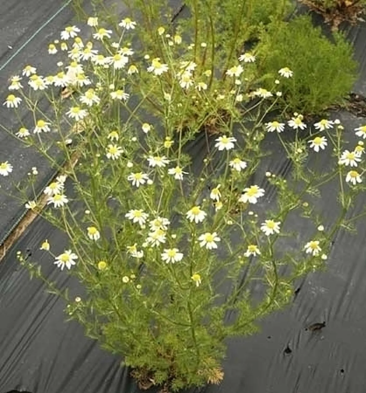 Camomilla