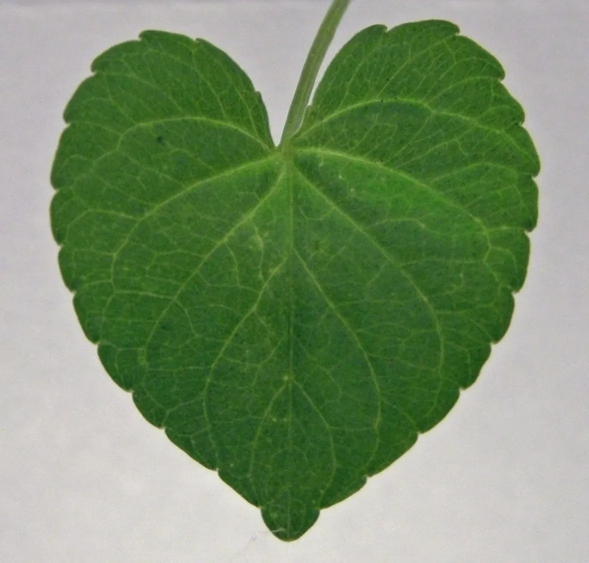 Carenza di magnesio nelle piante