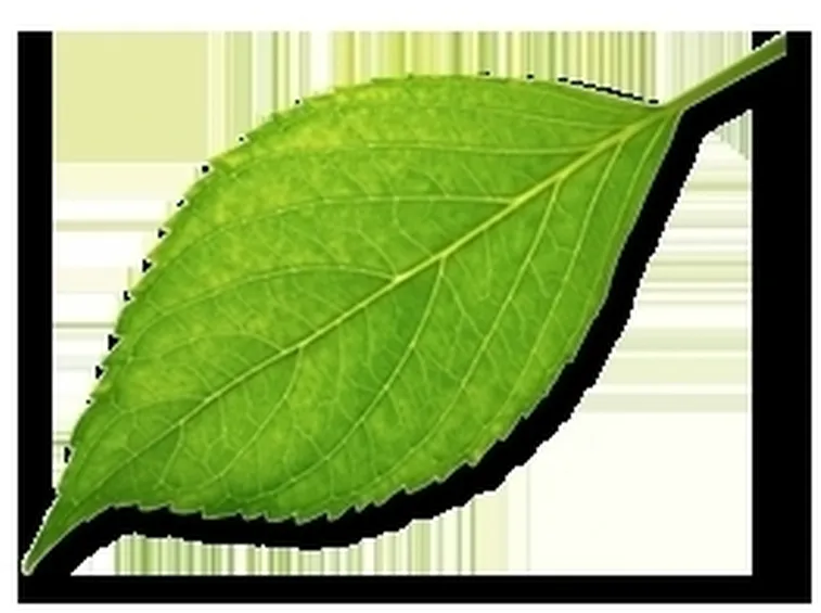 Cocciniglia