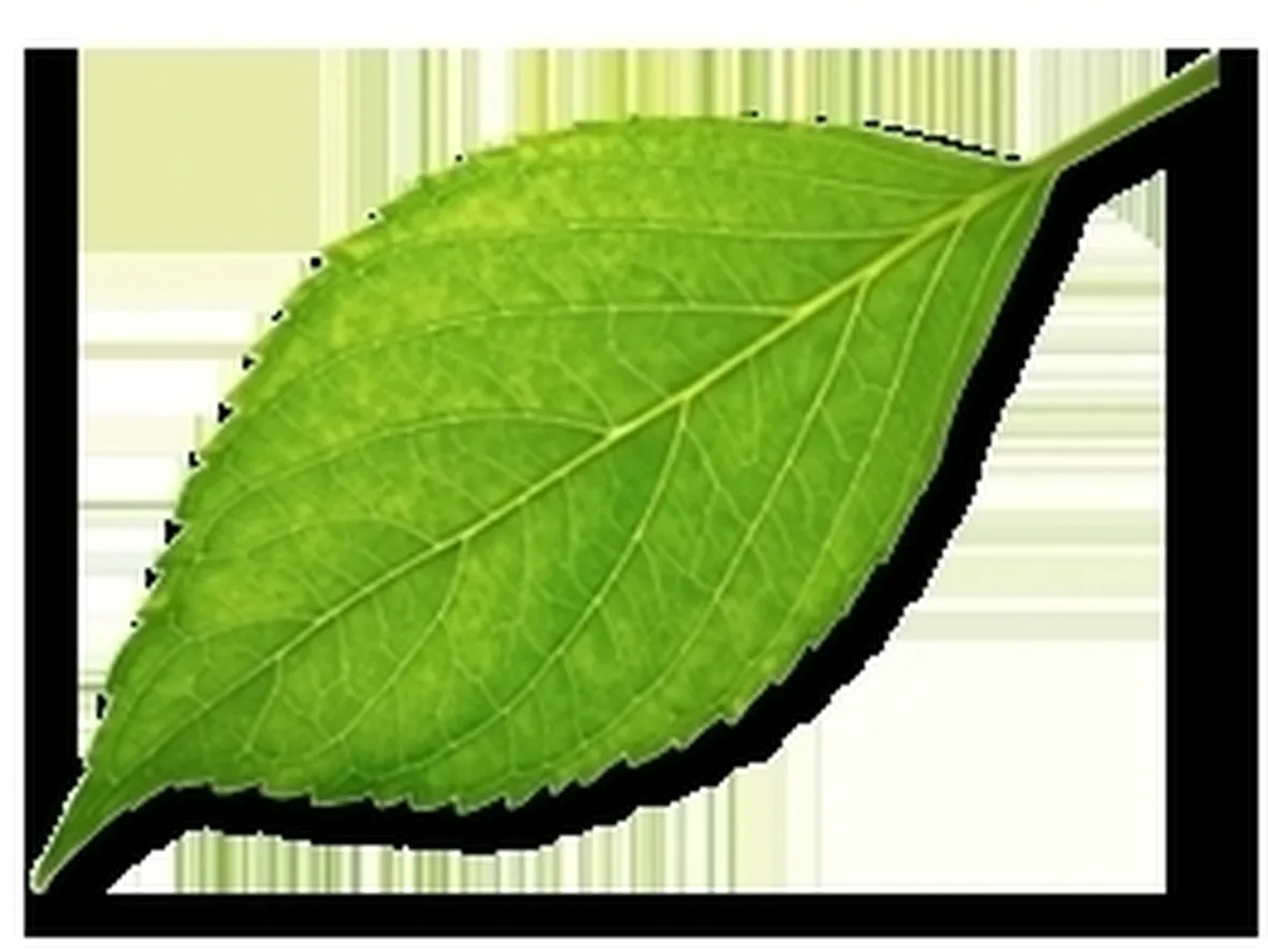 Cocciniglia