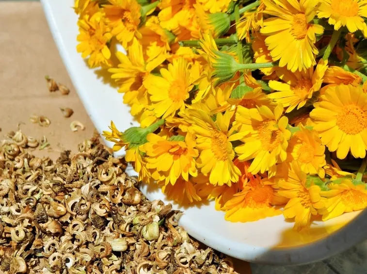 Coltivare la calendula in vaso