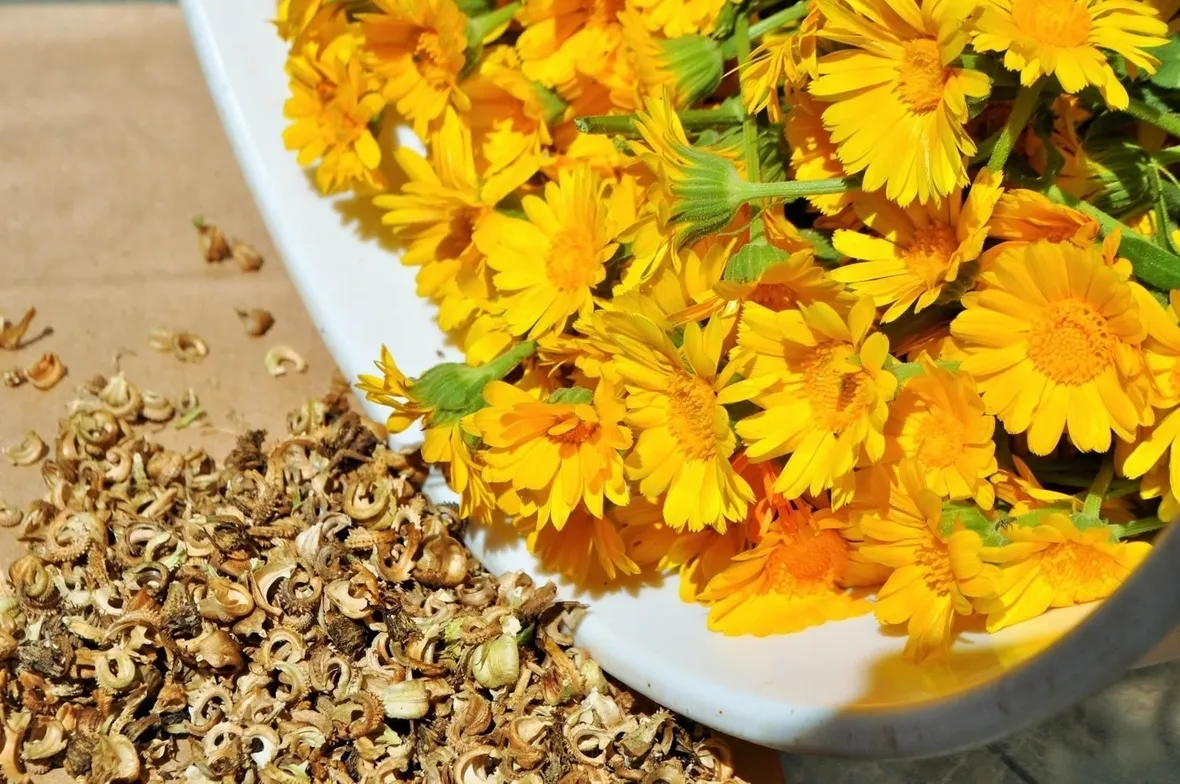 Coltivare la calendula in vaso