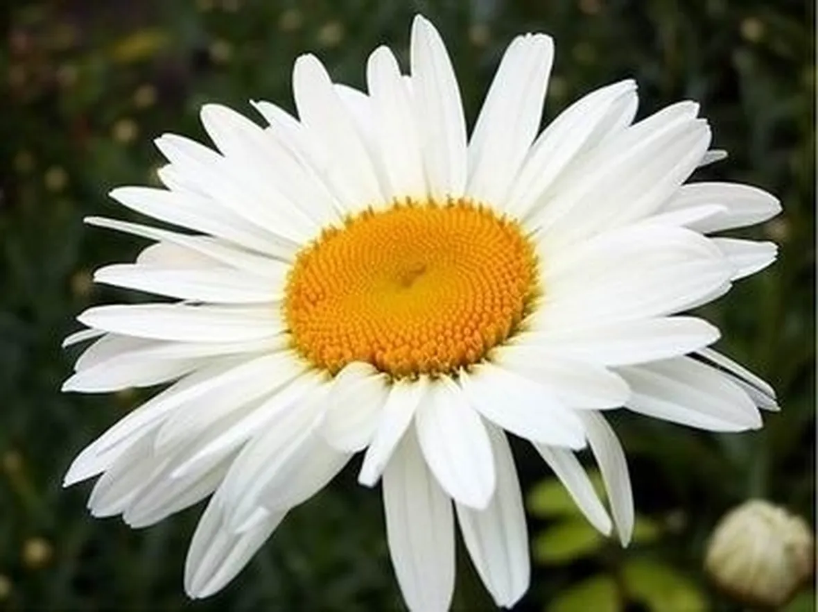 Coltivare la camomilla