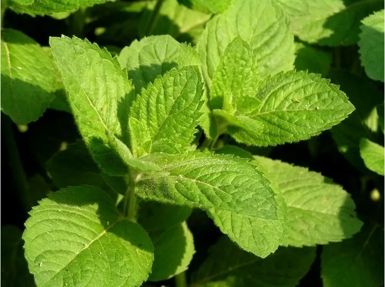 Coltivare la menta