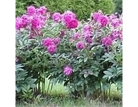 Coltivazione della peonia erbacea