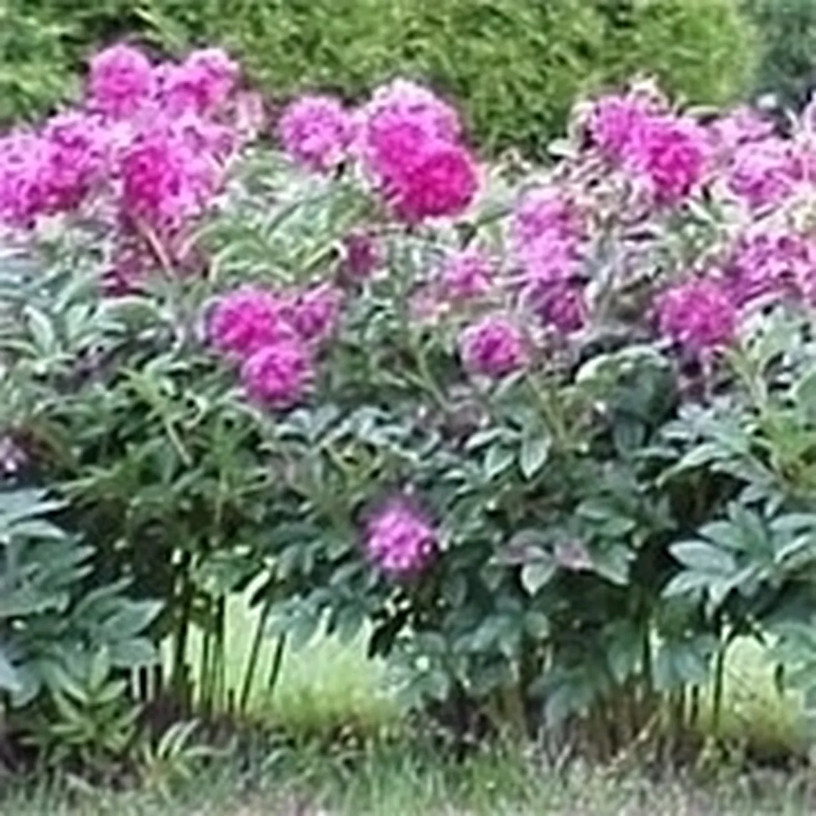 Coltivazione della peonia erbacea