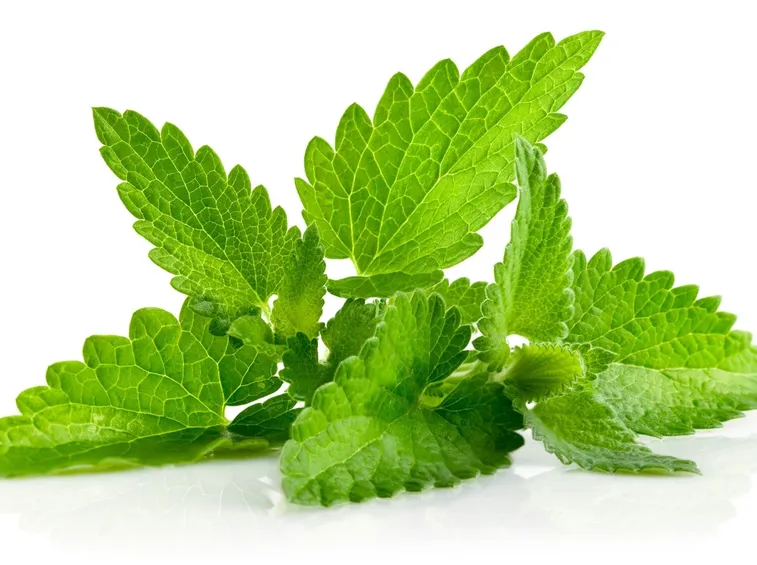 Come si prepara lo sciroppo alla menta