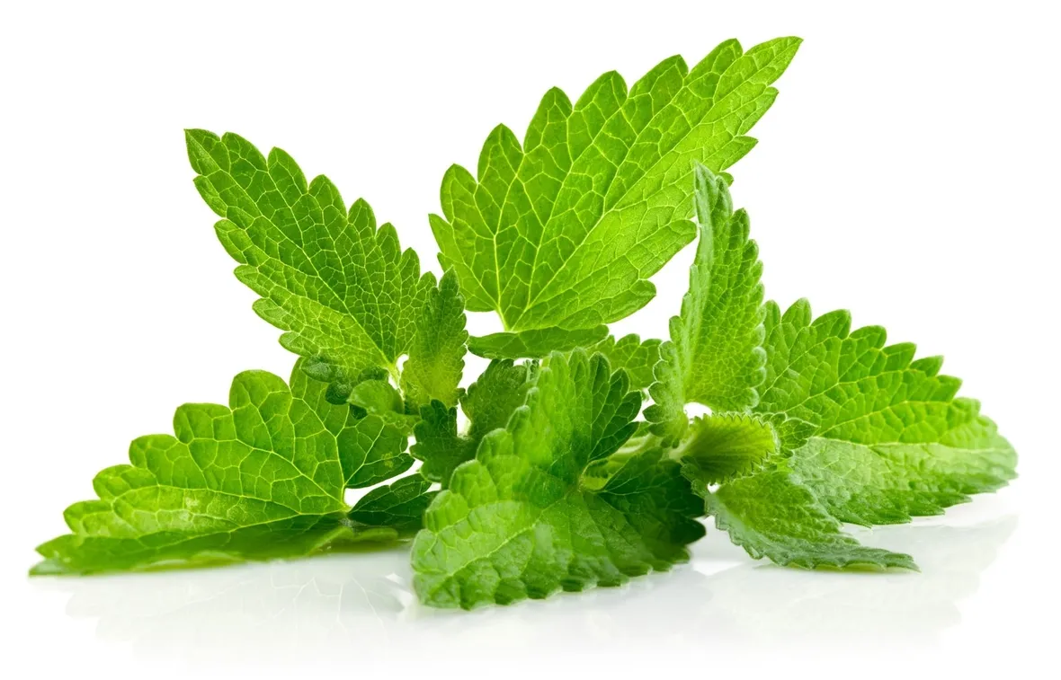 Come si prepara lo sciroppo alla menta