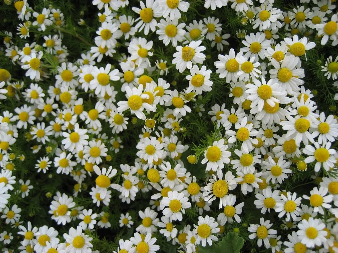 Concimare camomilla