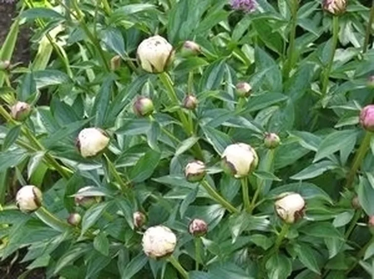 cotivazione del fiore di peonia