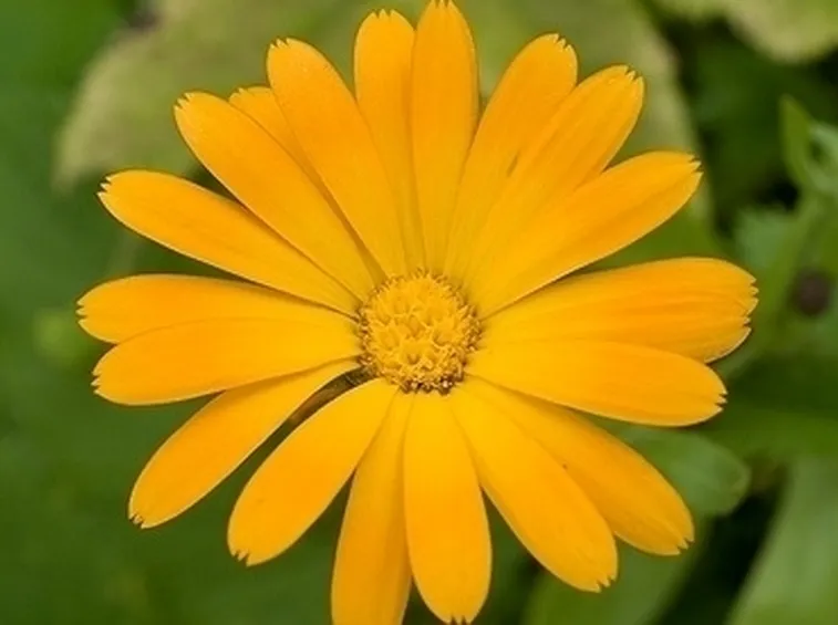 Crema calendula